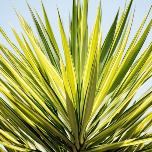 Yucca Jewel — plante et accessoire de jardin à Marrakech