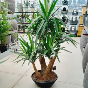 Yucca Ramifie — plante et accessoire de jardin à Marrakech