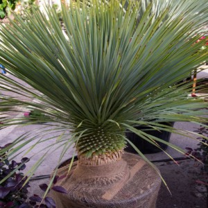 Yucca Rostrata — plante et accessoire de jardin à Marrakech