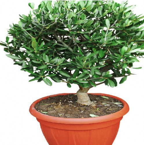 Olea Europaea (Olivier) (Boule) — plante et accessoire de jardin à Marrakech