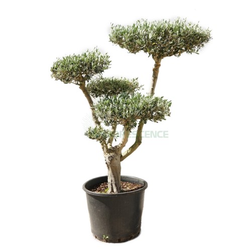 Olea Europaea (Olivier) (Topiaire) — plante et accessoire de jardin à Marrakech