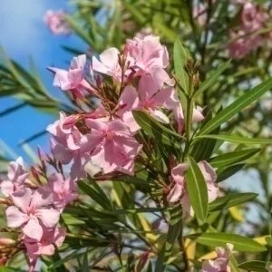 Nerium Oleander — plante et accessoire de jardin à Marrakech