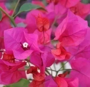 Bougainvillea — plante et accessoire de jardin à Marrakech
