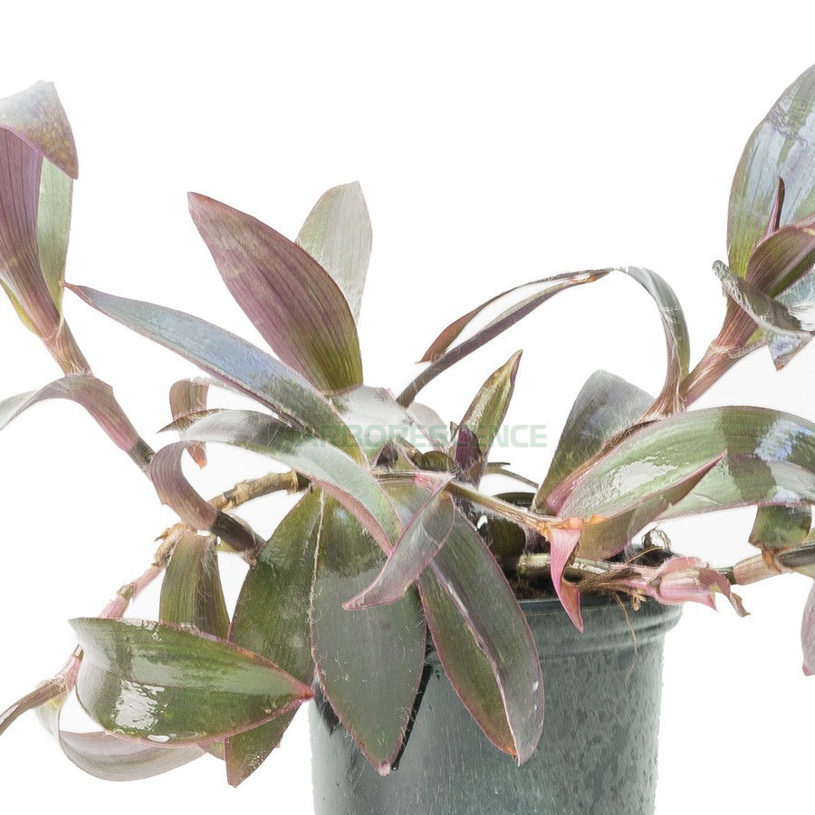 Tradescantia — plante et accessoire de jardin à Marrakech
