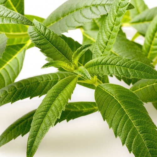 Verveine — plante et accessoire de jardin à Marrakech