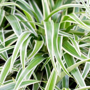 Chlorophytum — plante et accessoire de jardin à Marrakech