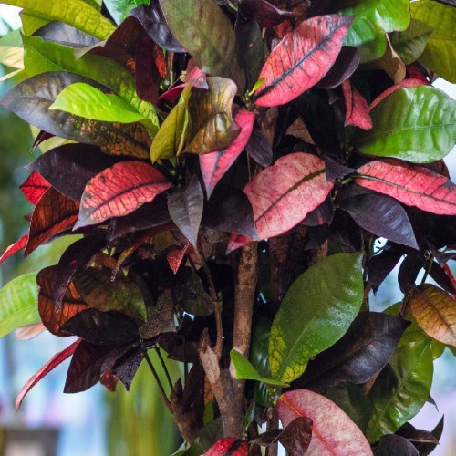 Codiaeum Petra Ramifié (Croton) — plante et accessoire de jardin à Marrakech