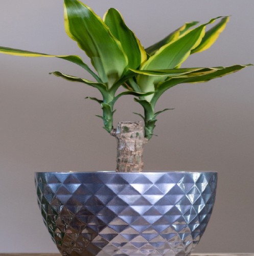 Dracaena Gold Coast — plante et accessoire de jardin à Marrakech