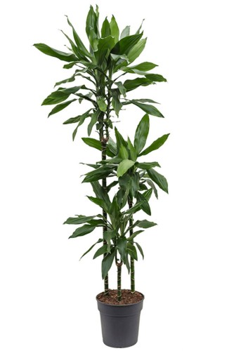 Dracaena Lemon Lime — plante et accessoire de jardin à Marrakech