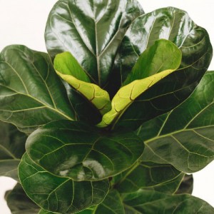 Ficus Lyrata — plante et accessoire de jardin à Marrakech