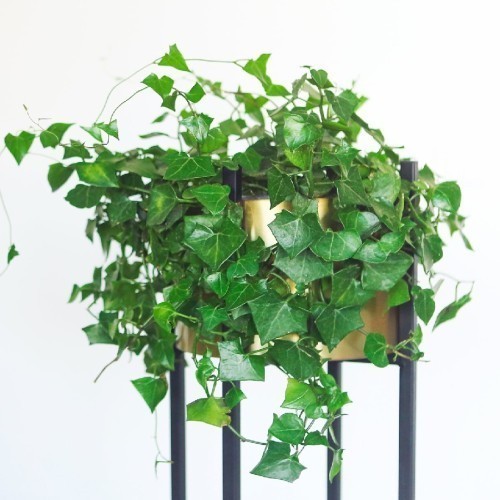 Hedera Helix — plante et accessoire de jardin à Marrakech