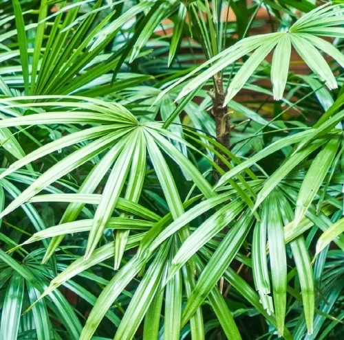 Rhapis Excelsa — plante et accessoire de jardin à Marrakech