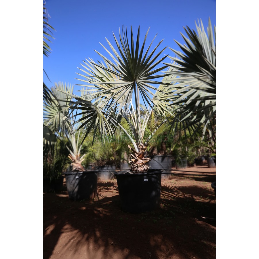 Spathodea Campanulata (Tulipier Du Gabon) — plante et accessoire de jardin à Marrakech