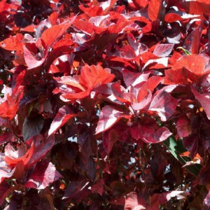 Eleagnus Ebbingei — plante et accessoire de jardin à Marrakech