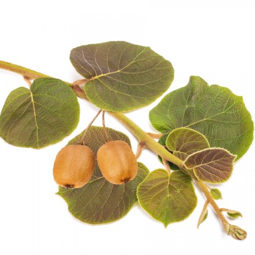 Pouteria Sapota (Sapotier) — plante et accessoire de jardin à Marrakech