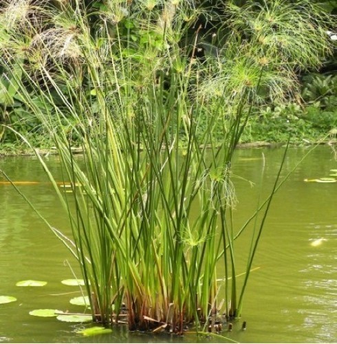 Acorus — plante et accessoire de jardin à Marrakech